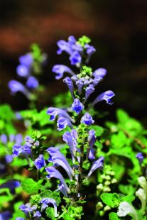 Scutellaire du Baikal, huang qin, Scutellaria baikalensis