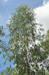 eucalyptus