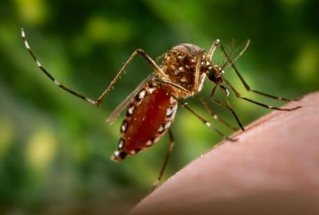 aedes