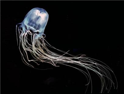 meduse
