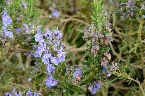 Romarin, Rosmarinus officinalis, sommités fleuries et feuilles, Lamiacées