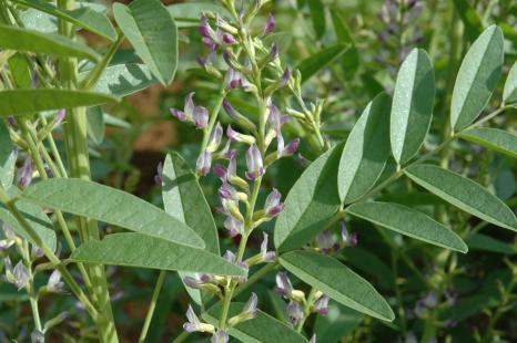 Réglisse, Glycyrrhiza glabra, G. inflata, G. uralensis (Fabacées)