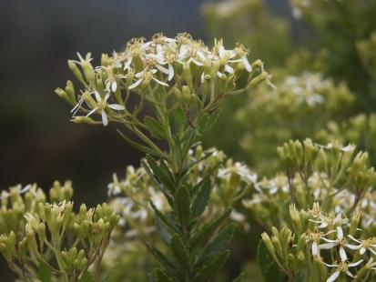 Ambaville, Hubertia ambavilla var ambavilla