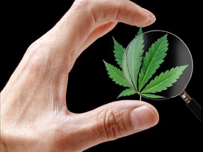cannabis