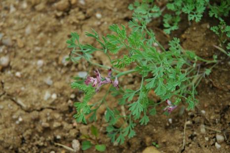 Fumeterre, Fumaria officinalis