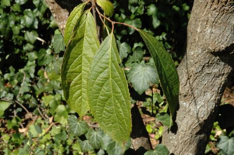 Eucommia ulmoides