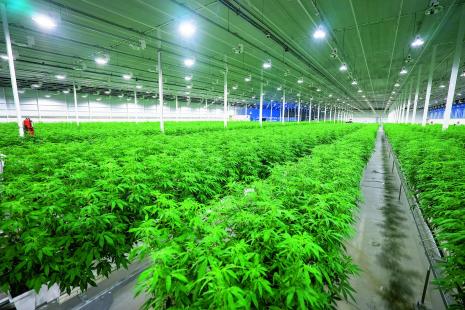 cannabis