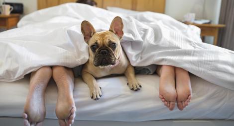 chien couple