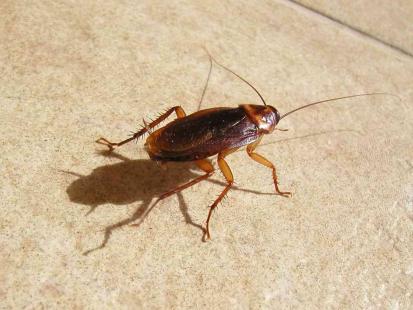 Le cafard, le plus répugnant des insectes