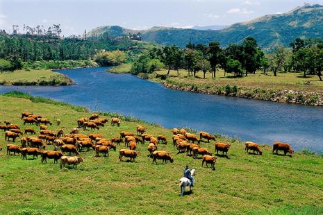 Aux portes de Nouméa, des vaches limousines