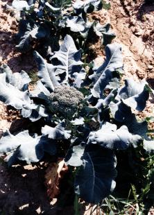 brocoli brocolis alimentation legume legumes