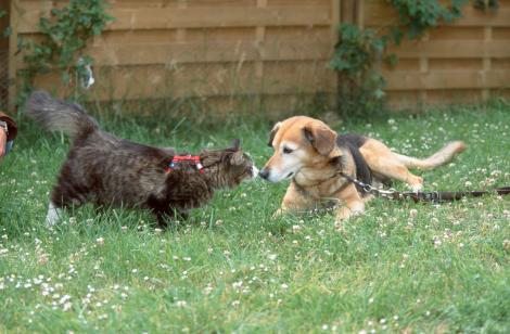 La douleur de l’animal de mieux en mieux prise en compte
