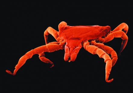 La tique, vecteur potentiel de la piroplasmose ou de la maladie de Lyme