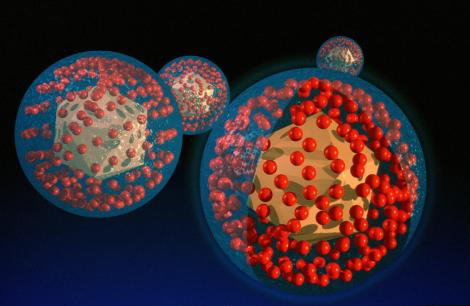 La transmission du virus de l'herpès est strictement interhumaine