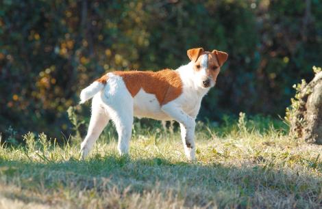 Le chien, principal réservoir de Phlebotomus perniciosus