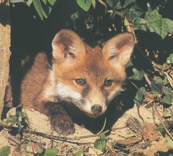 Le renard, hôte fréquent d'Echinococcus multilocularis