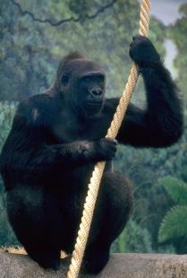 Les gorilles contaminent les humains et non l’inverse