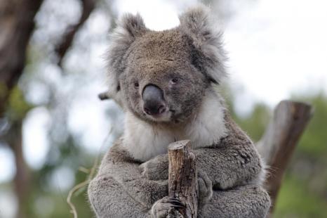 Le koala, espèce menacée, à observer à Phillip Island