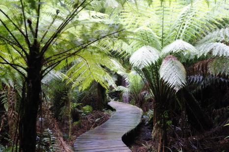 Des paysages multiples, dont la forêt tropicale