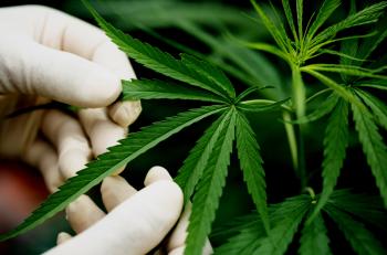 Cannabis thérapeutique : trois ans après la loi, toujours pas de décret