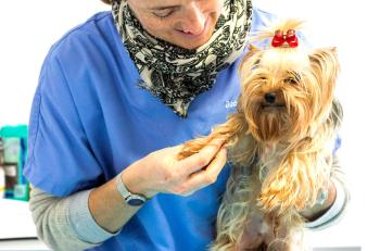 La sécheresse cutanée existe-t-elle aussi chez l’animal ? Que faire pour la soulager ?