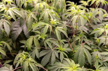 Cannabis thérapeutique : une efficacité incertaine dans les douleurs neuropathiques